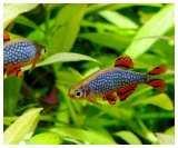 Tropical Fish for Sale Marp Centre